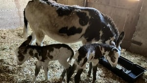 Twin donkeys born in Wicklow known as Two Johnnies