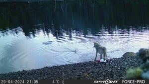 Researchers stunned by wolf's use of crab traps to feed show image
