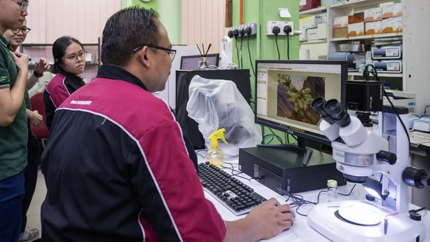 Entomologist Abdul Hafiz Ab Majid (R) and his team observing bed bug eggs at a laboratory of the Science University of Malaysia (USM) in George Town, on Penang island