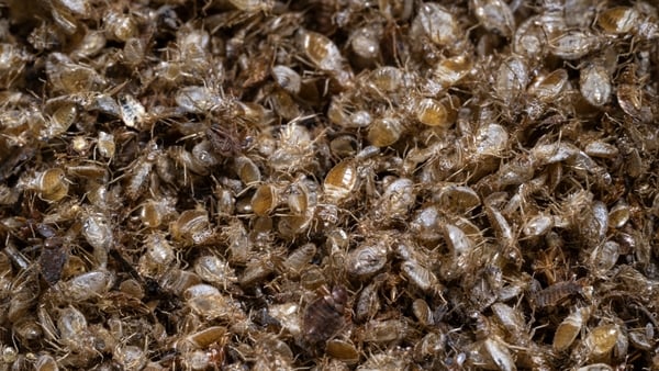 Dead bed bugs pictured inside a container at a laboratory of the Science University of Malaysia (USM) in George Town, on Penang island