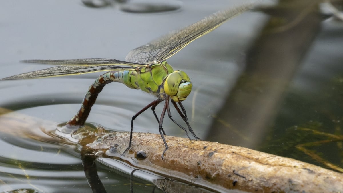 Dragonflies of Britain and Ireland: 5th edition