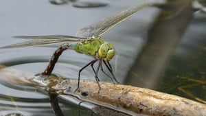 Dragonflies of Britain and Ireland: 5th edition show image