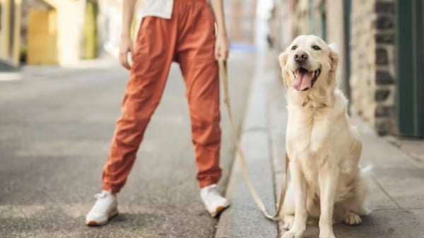 golden retriever dog