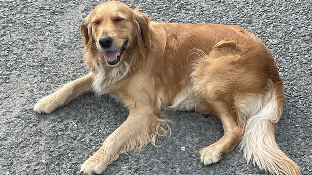 golden retriever dog
