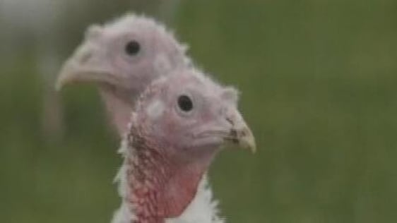 Free range turkeys (2000)