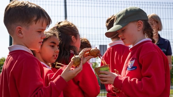 Children in red school uniforms look at a sprouting potato outdoors.