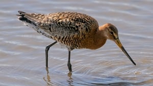 Follow the all the wading activity from Harper's Island Wetlands Nature Reserve in Cork! show image
