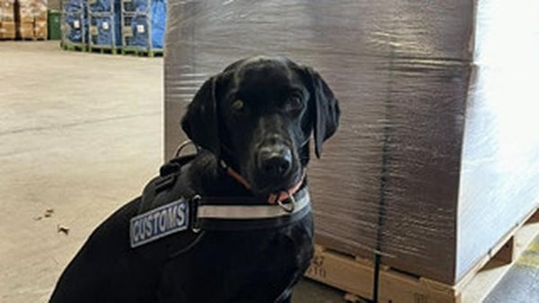 Detector dog Maggie poses with a seized herbal cannabis in Dublin Airport