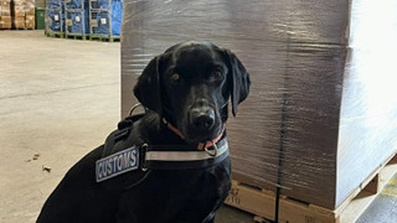 Revenue drug detector dog Maggie discovered 112.95kg of herbal cannabis on Sunday