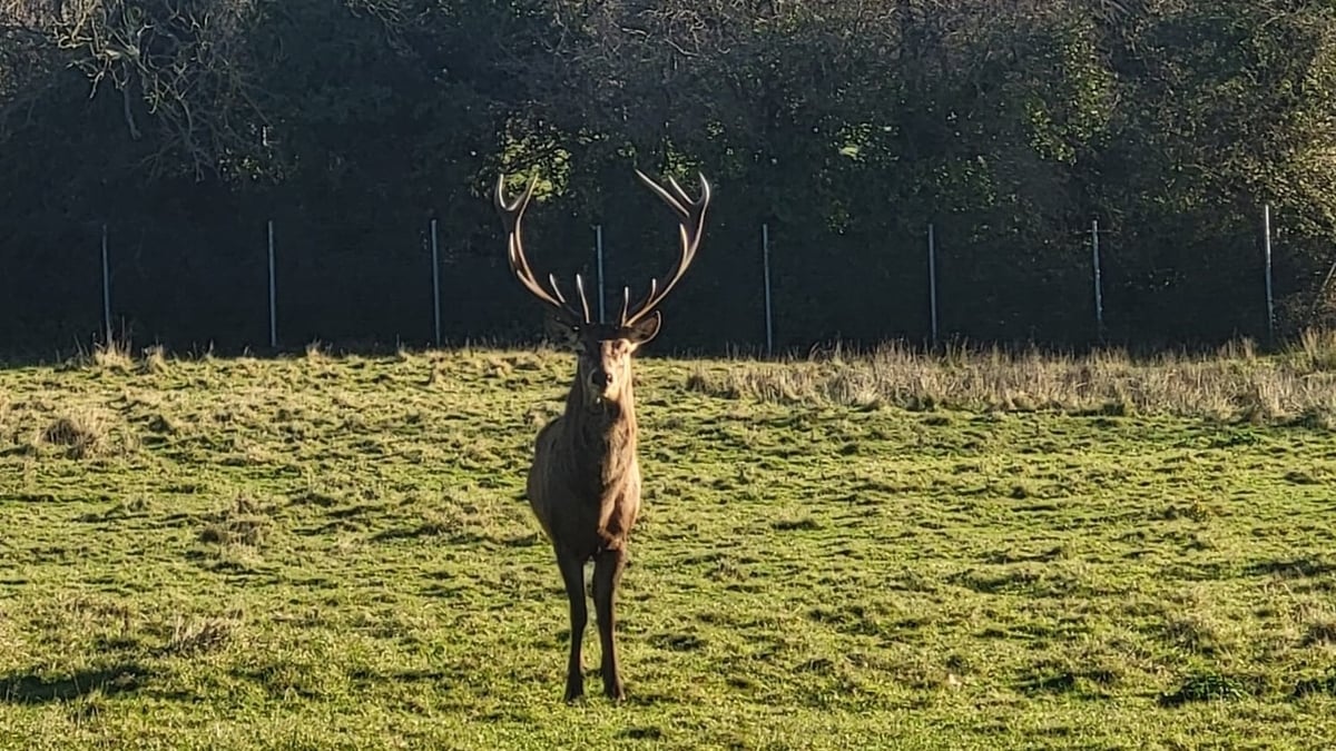 Beheaded stag found by staff in Dublin parklands
