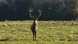 Beheaded stag found by staff in Dublin parklands show image