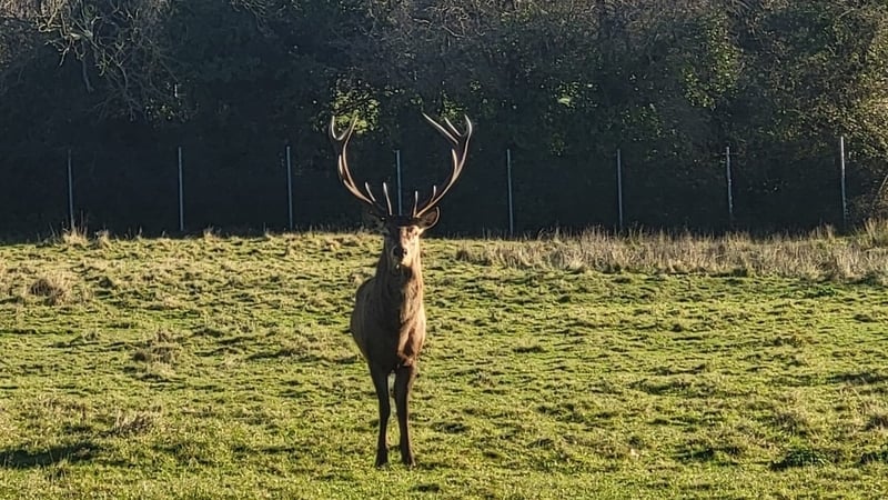 The stag (pictured above) was in a fenced area of the grounds of Newbridge House in north Dublin
