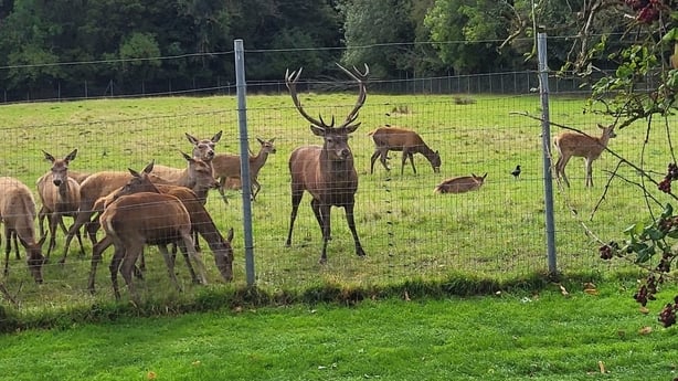 Picture of deer and a stag behind a fence 