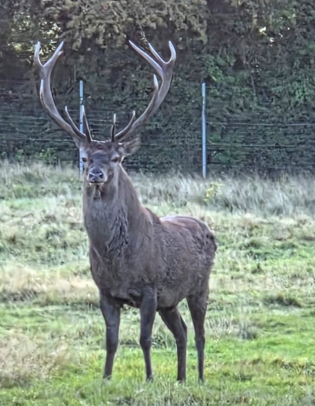 Stag standing in the parkland 