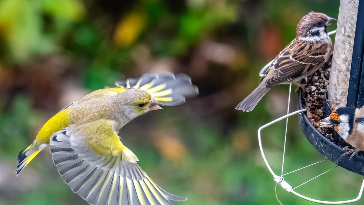 Birdwatch launches its 37th annual Irish Garden Bird Survey