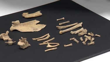 Wildcat bones found in Co Clare dated to 5,500 years ago