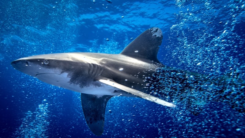 The move will offer protection for the critically endangered whitetip shark
