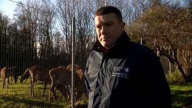 Staff say Newbridge House stag will be ‘hugely missed’ 