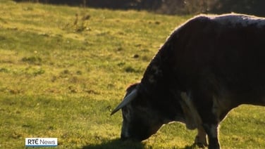 Suspected Bluetongue case very concerning and disappointing - IFA