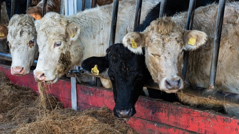 The suspected outbreak was discovered in two cows on a holding near Bangor, Co Down (Stock image)
