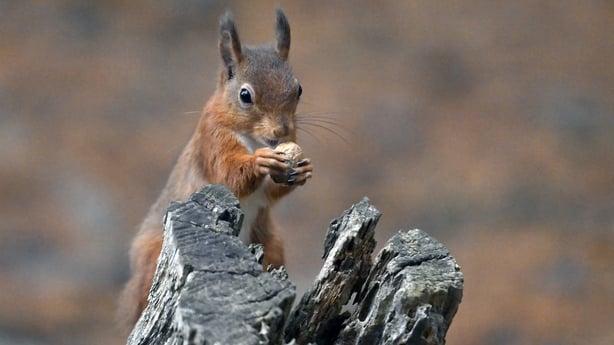 Red squirrel