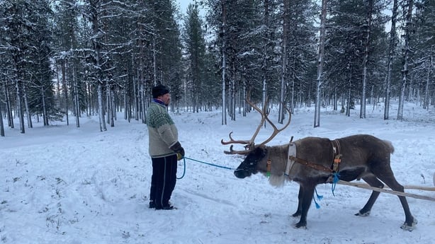 Reindeer in Lapland