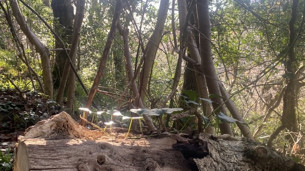 Glen of the Downs woodland reserve