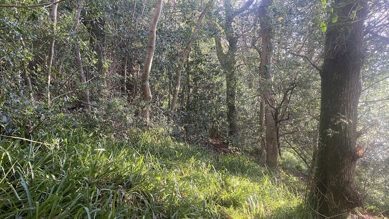National Parks and Wildlife Service say the plan is to replace the Sitka spruce with native trees