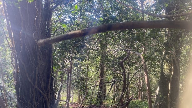 Glen of the Downs woodland reserve