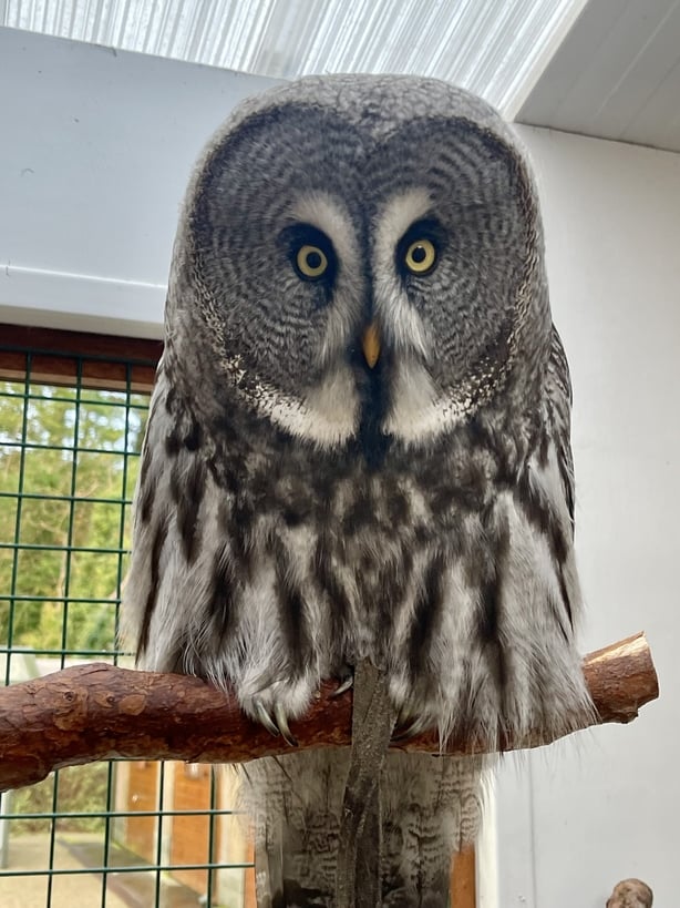owl