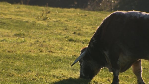 Suspected case of Bluetongue virus in cattle in Co Down