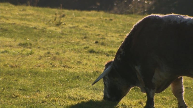 A further 44 suspected cases have now been identified in the same herd in Bangor that was identified on Saturday
