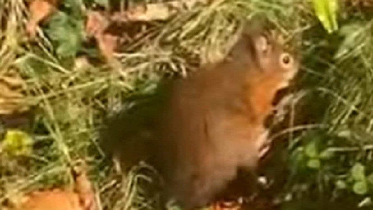 Red Squirrel without a tail