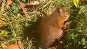 Red Squirrel without a tail show image