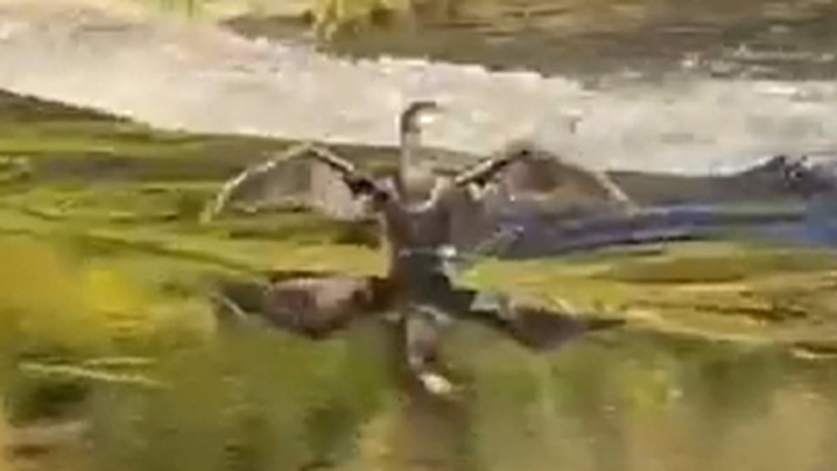 Wildlife along Dublin’s River Dodder