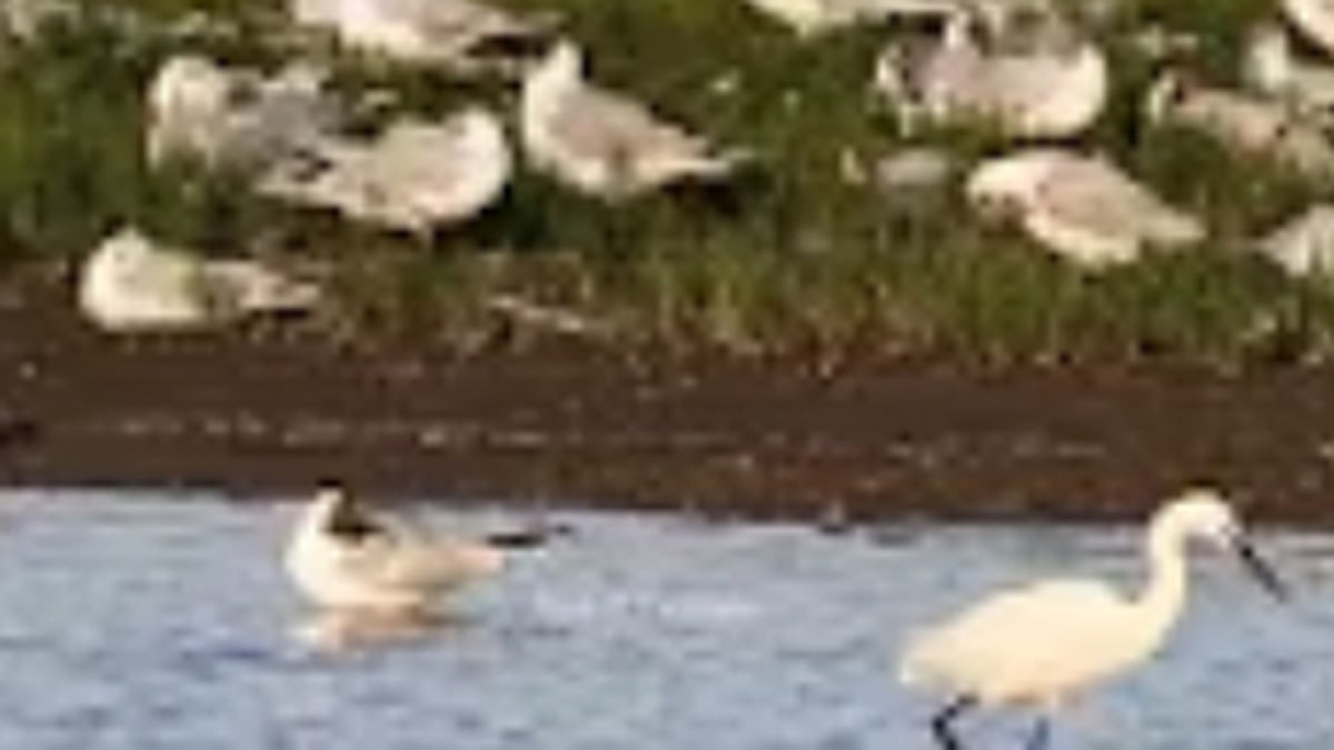 Harper’s Island Wetlands Nature Reserve livestream