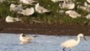 Harper’s Island Wetlands Nature Reserve livestream show image