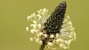 Plantain  show image