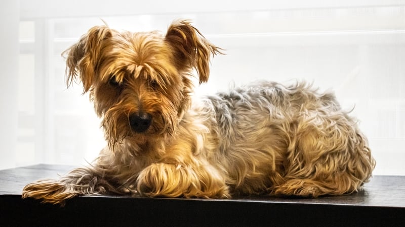 The breeds involved in the case were small terrier mixes, as well as Yorkshire Terriors and a lurcher (stock image)