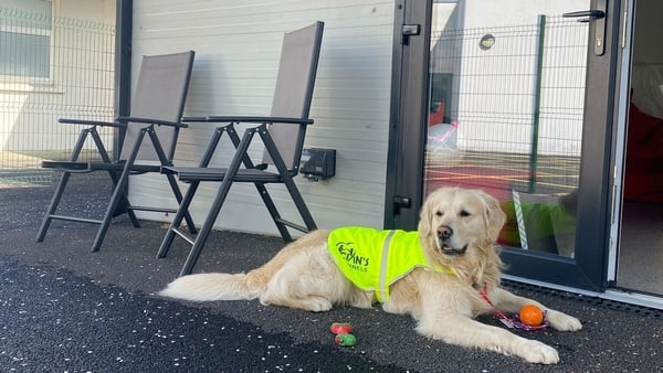 Cian's Kennels therapy dog