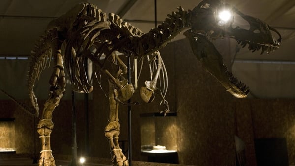 Picture of a skeleton of a Tarbosaurus Baatar mounted for an exhibition at a museum in Santiago, Chile