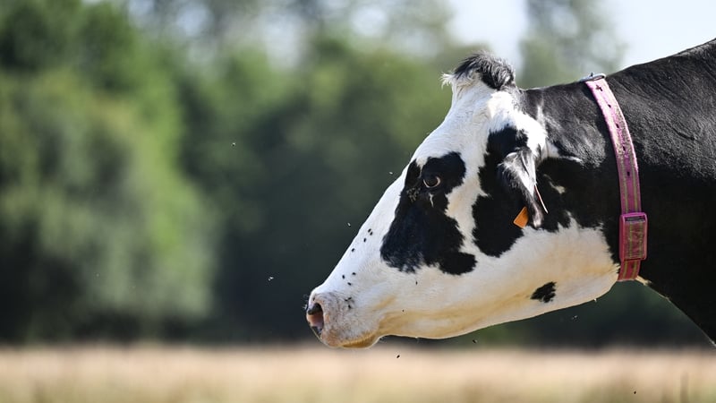 Twelve Freisian heifers and six Freisian bulls were taken from the farm near Skibbereen
