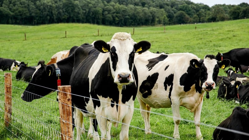 Twelve Friesian heifers and six Freisian bulls were taken from the farm near Skibbereen (stock photo)