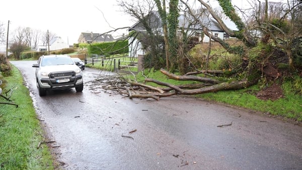 A tree blown down in the Lenaghmore area of Cork