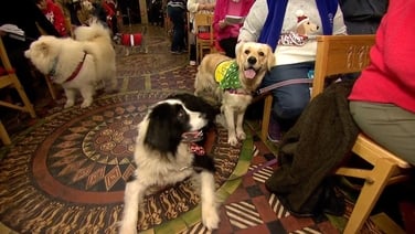 Dogs blessed at carol service in Christ Church Cathedral