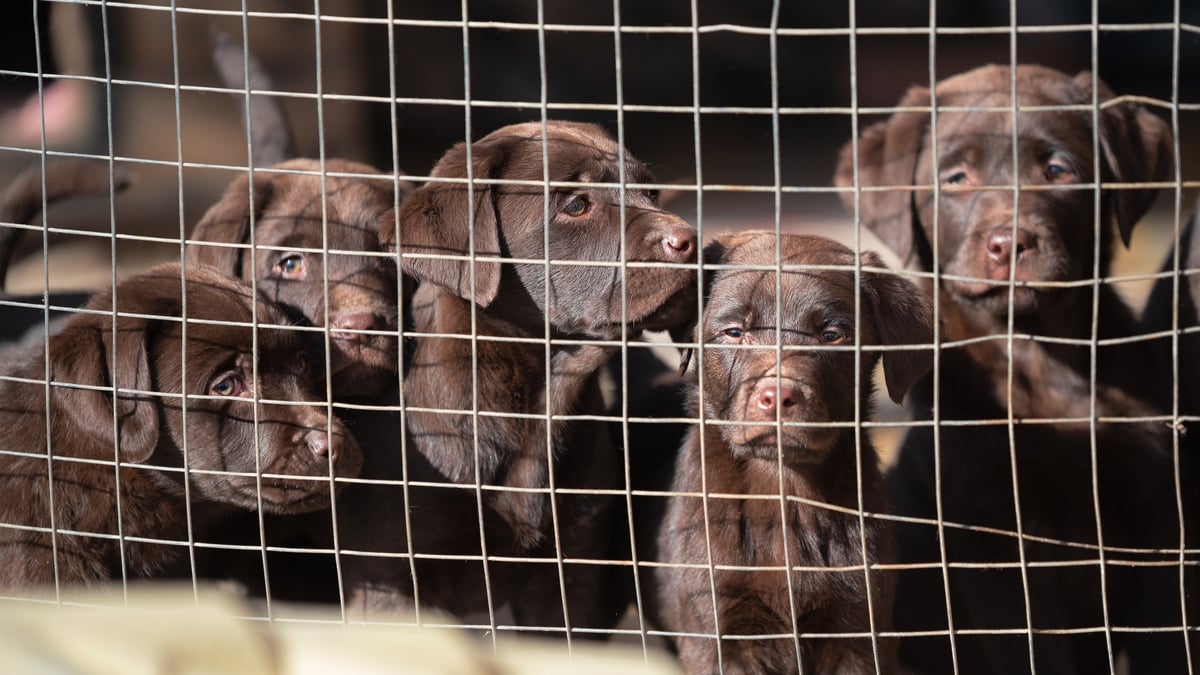 Legislation to be brought before Cabinet aimed at tackling puppy farms