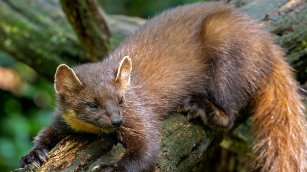 European pine marten (Martes martes) on tree trunk in forest showing big paws with semi-retractable claws for climbing trees