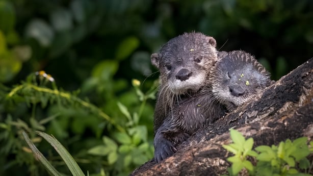 two otter pups asleep on a tree branch