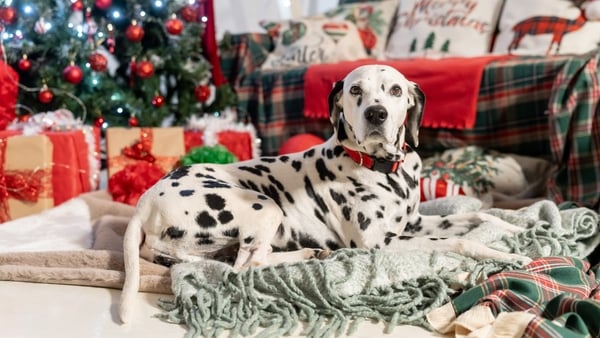 dalmatian dog sitting in front of Christmas tree and gifts