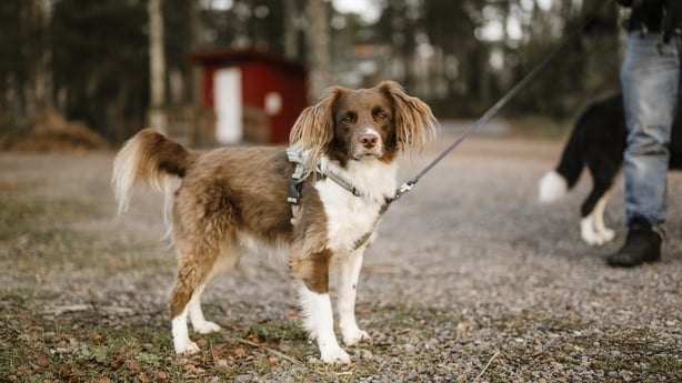 Cute springer spaniel mix dog outdoors in nature in winter